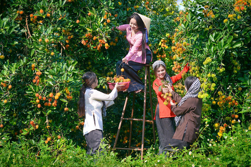 Verger de fruits