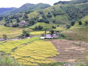 Randonnée à Sapa au cœur des rizières en terrasses verdoyantes du nord du Vietnam