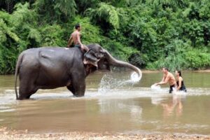 le-camp-du-village-des-elephants