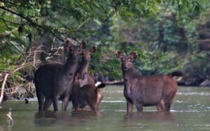 Parc de Nam Et-Phou Louey National