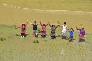 Plantation de riz à Sapa