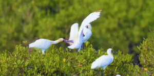 Réserve nationale de Xuan Thuy