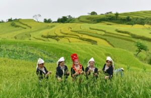 Rizières en terrasses à Hong Thai