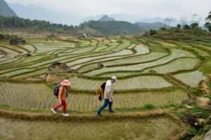 Rizières en terrasses à Pu Luong
