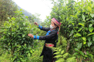 jardin de the vert San Tuyer