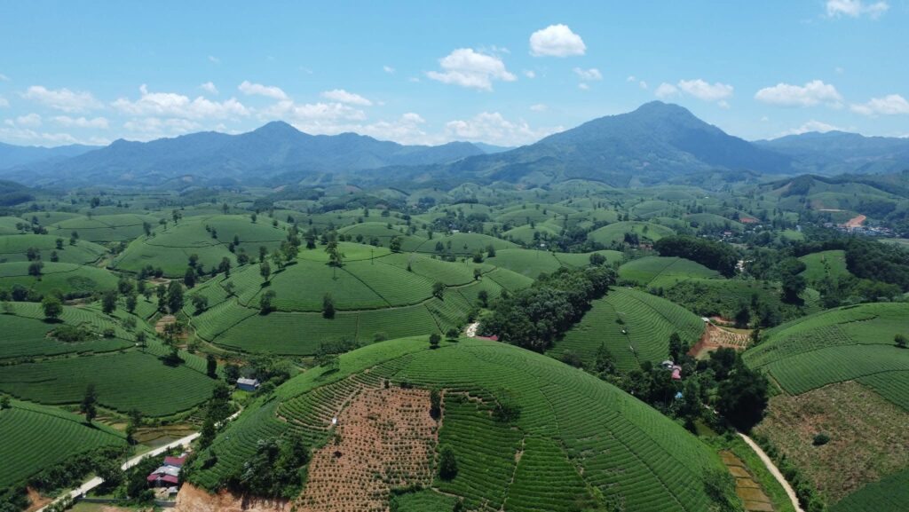 Balade immersive au cœur des collines de thé vertes de Long Coc