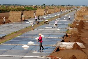 Champs de sel Bach Long