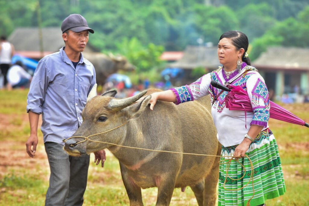 Route entre Hoang Su Phi et Bac Ha, Circuit du nord