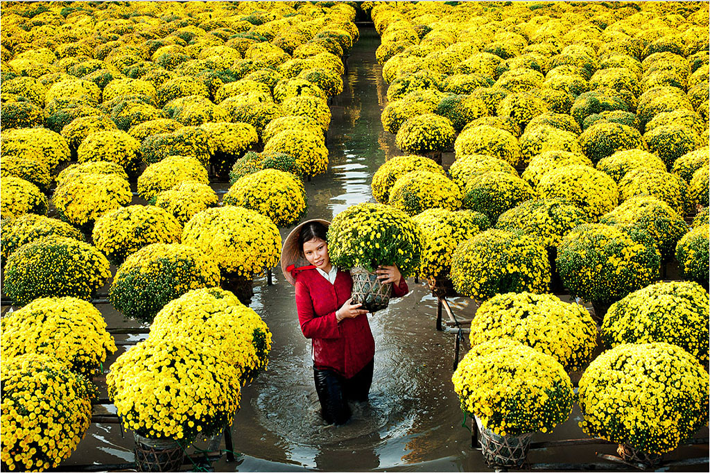 Paysage du village floral de Sa Đéc dans le delta du Mékong, rempli de fleurs éclatantes
