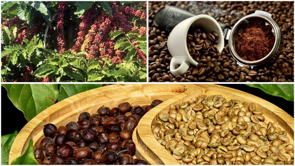 Robusta Vietnam : Meilleur café du Vietnam